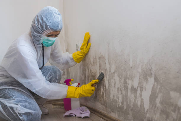 Why You Should Choose Our Mold Remediation Services in Vernon, WI